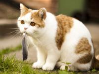 赵人养猫